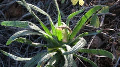 Eriospermum alcicorne