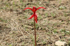 Sprekelia formosissima