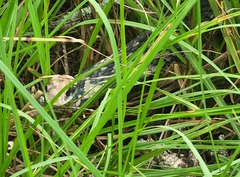 Coluber constrictor anthicus