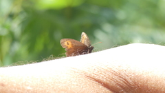 Erebia