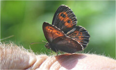 Erebia euryale