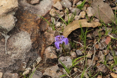 Tigridia durangensis