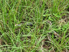 Coluber constrictor anthicus