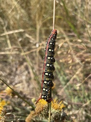 Hyles euphorbiae