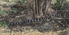 Lampropeltis californiae