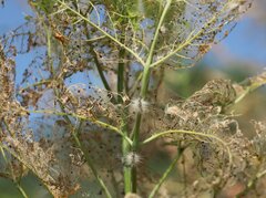 Hyphantria cunea