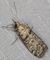 Dioryctria inyoensis