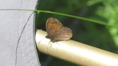 Erebia