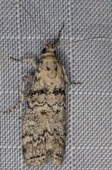 Dioryctria inyoensis