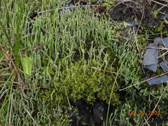 Cladonia cornuta