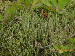 Cladonia cornuta