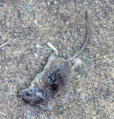 Peromyscus sonoriensis