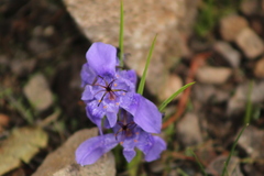 Tigridia durangensis