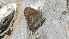 Erebia euryale