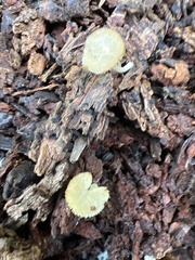 Simocybe centunculus