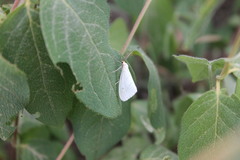 Leuculodes lacteolaria