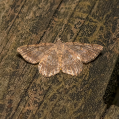 Digrammia ocellinata