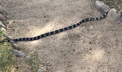 Lampropeltis californiae