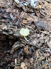 Simocybe centunculus