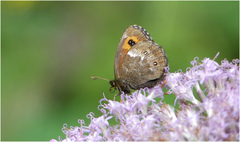Erebia euryale