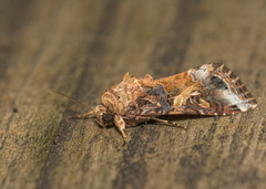 Spodoptera ornithogalli
