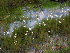 Eriophorum scheuchzeri