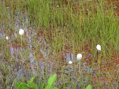 Eriophorum scheuchzeri