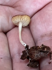 Simocybe centunculus