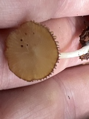 Simocybe centunculus