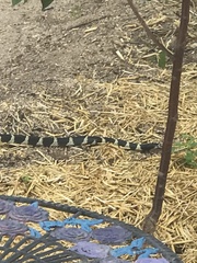 Lampropeltis californiae