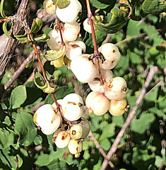 Symphoricarpos rotundifolius