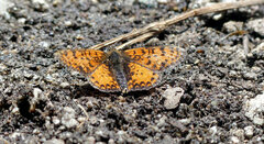 Melitaea didyma