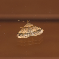 Phalaenophana pyramusalis