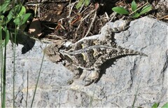 Phrynosoma hernandesi