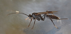 Nippocryptus vittatorius