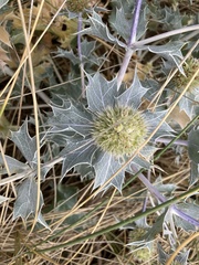 Eryngium maritimum