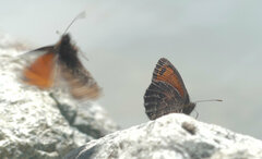 Erebia