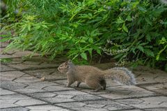 Sciurotamias davidianus