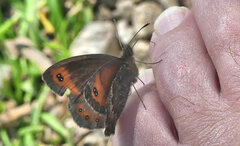 Erebia montanus