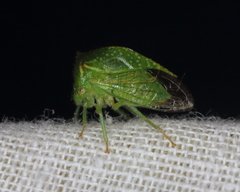 Hadrophallus bubalus