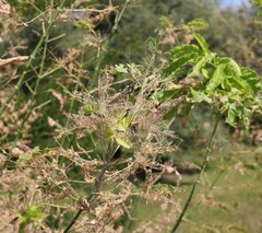 Hyphantria cunea