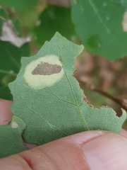 Phyllonorycter