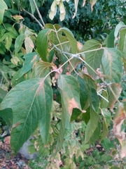 Acer negundo