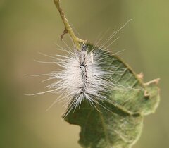 Hyphantria cunea