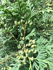 Thuja