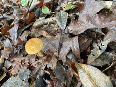 Retiboletus ornatipes