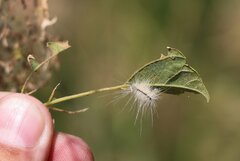 Hyphantria cunea