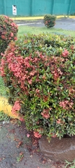 Ixora coccinea