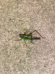 Orchelimum pulchellum