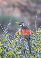 Rhodophoneus cruentus